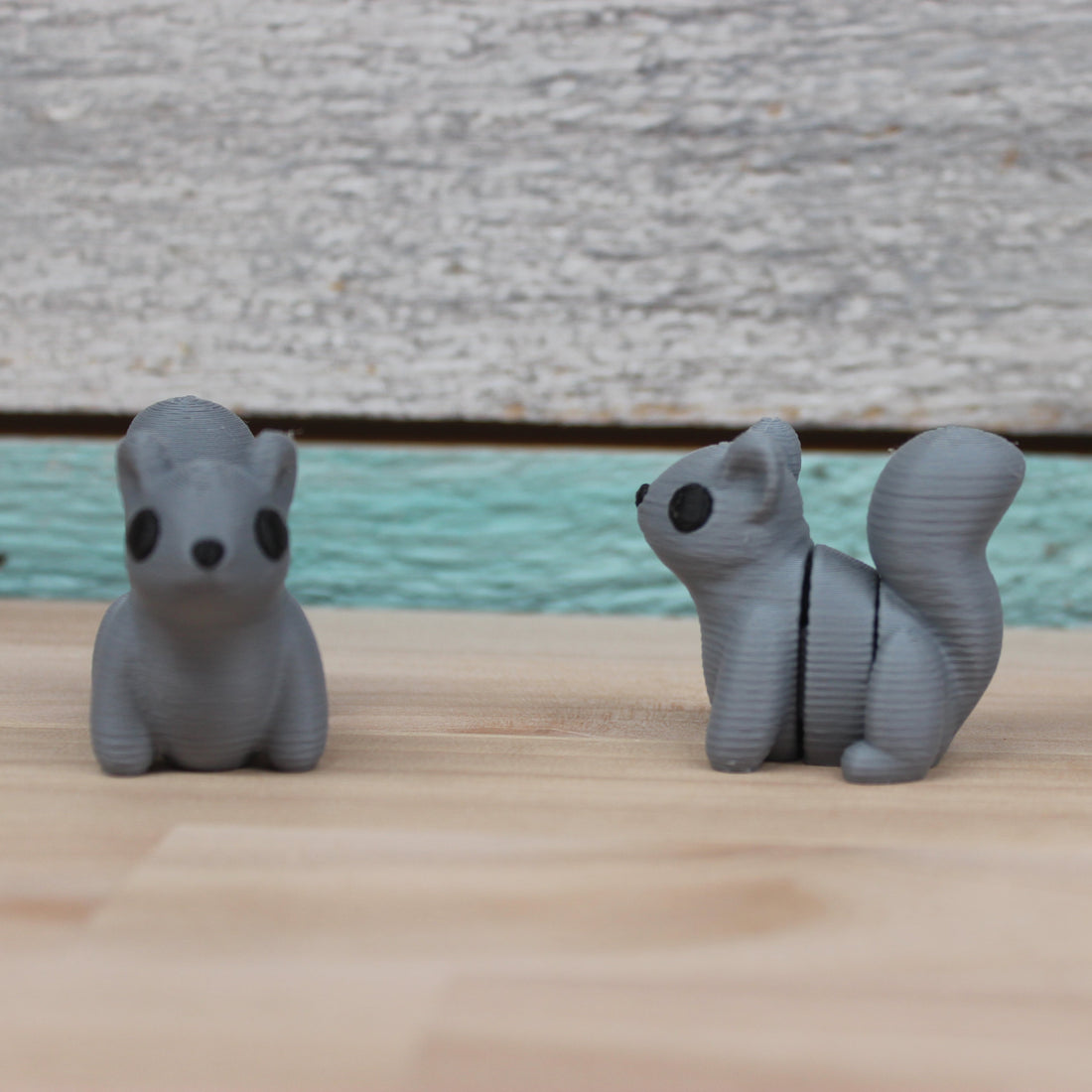 Gray Squirrel