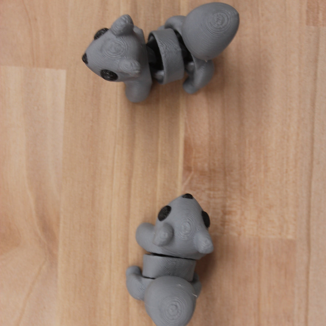 Gray Squirrel